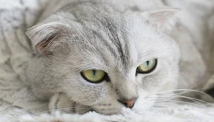 深圳伴游，定制QQ：3494206190微信：act1322